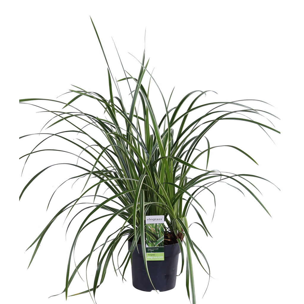 Carex morrowii 'Ice Dance' (zegge) – 3 planten, Ø14 cm, 30 cm hoog – foto 7