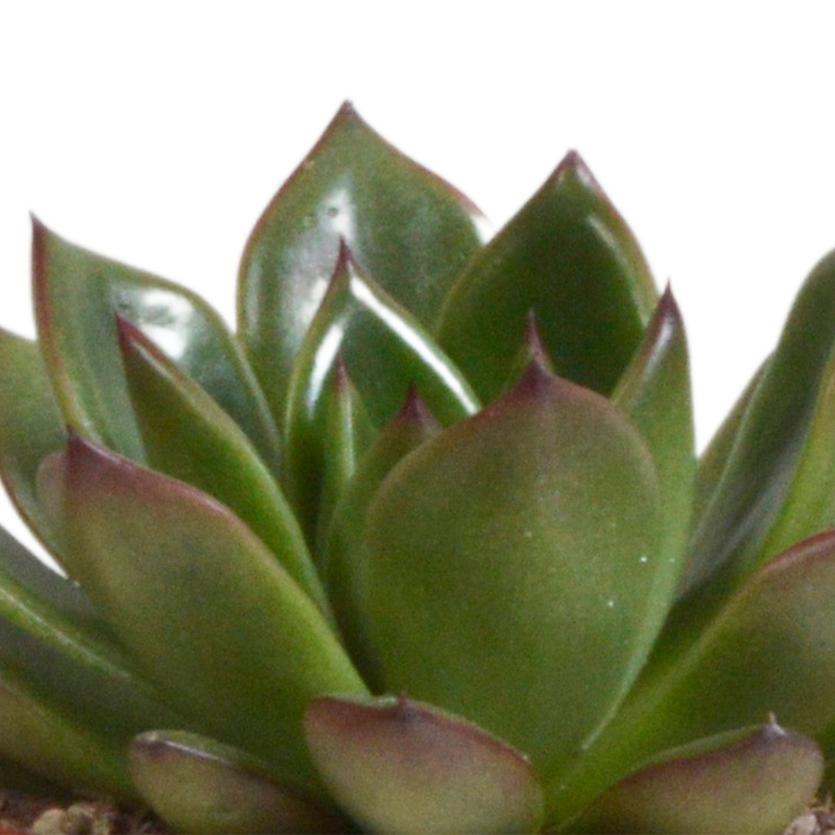 Echeveria mix in terracotta pot – Ø9 cm, 15 cm hoog