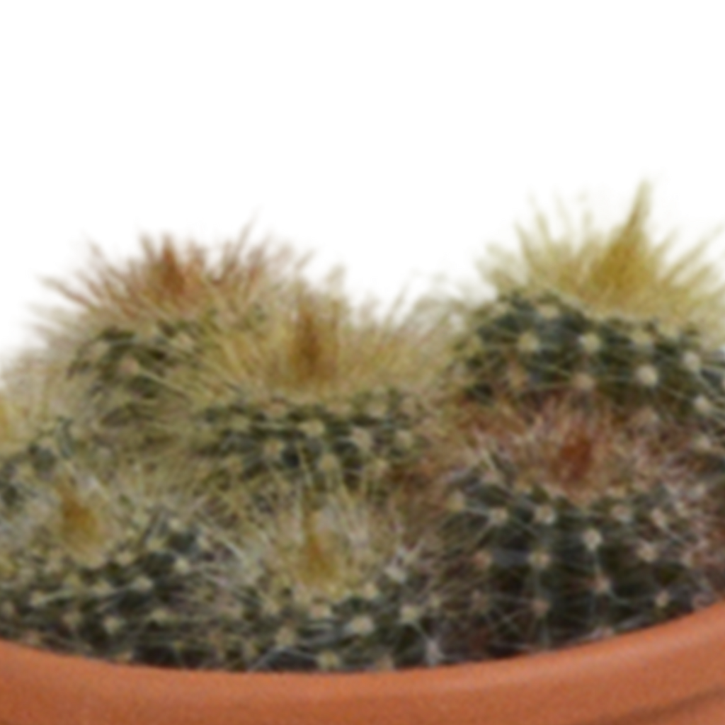 Kaktusmix (Cactaceae) i terrakottakrukke – Ø6 cm, 13 cm høj