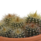 Kaktusmix (Cactaceae) i terrakottakrukke – Ø6 cm, 13 cm høj