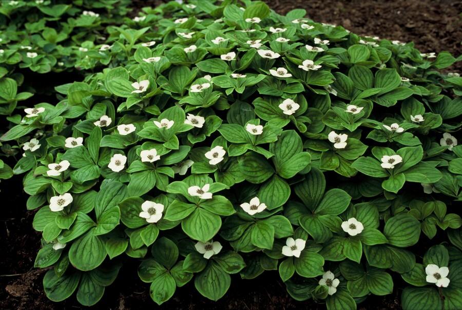 Cornus canadensis (Canadian dogwood) – 12 plants, Ø9 cm, 10–25 cm high