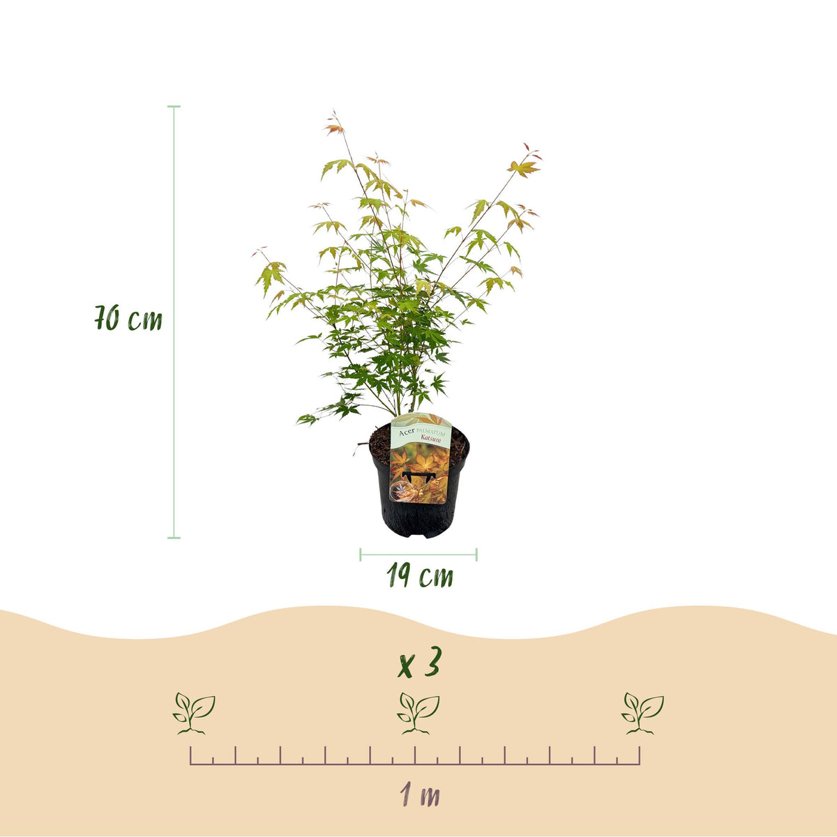 Acer palmatum 'Katsura' (Japanse esdoorn) – oranje – 2 planten, Ø19 cm, 70 cm hoog