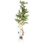 Campsis 'Indian Summer' (orange trumpet flower) – Ø15 cm, 65 cm high