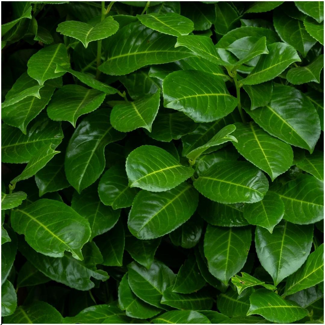 Prunus laurocerasus 'Rotundifolia' (cherry laurel) – 6 plants, 250 cm high – photo 2