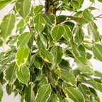 Ficus benjamina Goldenking (figuier pleureur) avec panier selin – Ø21 cm, 95 cm de haut