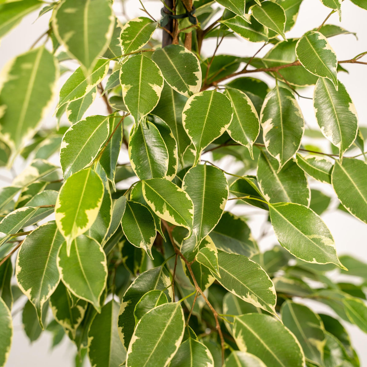 Ficus benjamina Goldenking (grædefigus) med kurv selin – Ø21 cm, 95 cm høj