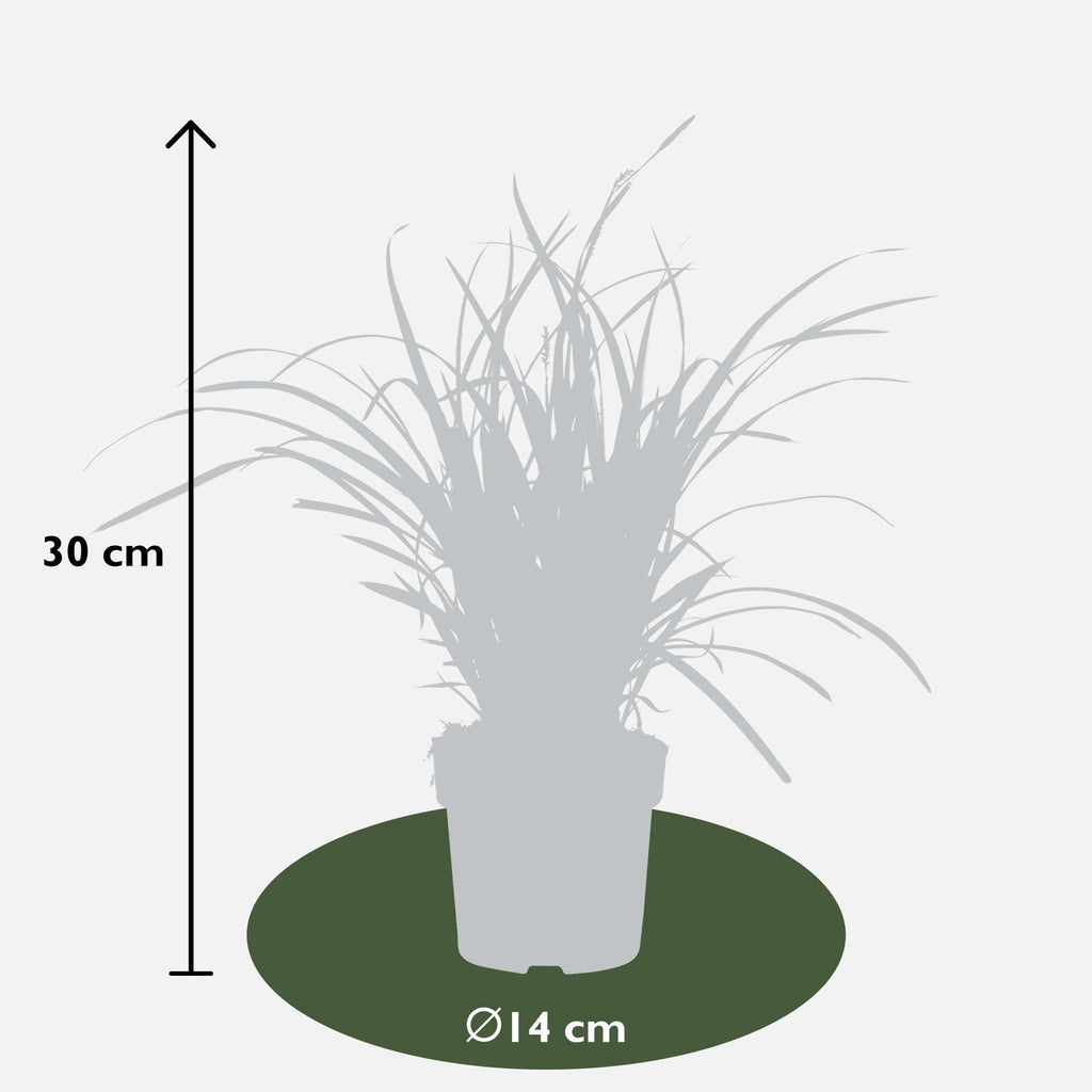 Carex morrowii 'Ice Dance' (zegge) – 3 planten, Ø14 cm, 30 cm hoog – foto 8