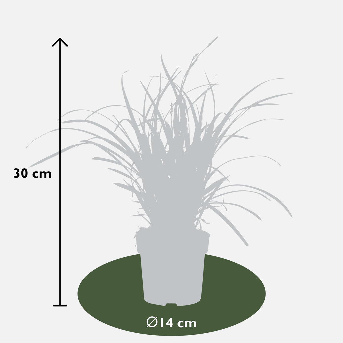 Carex morrowii 'Ice Dance' (zegge) – 3 planten, Ø14 cm, 30 cm hoog – foto 8