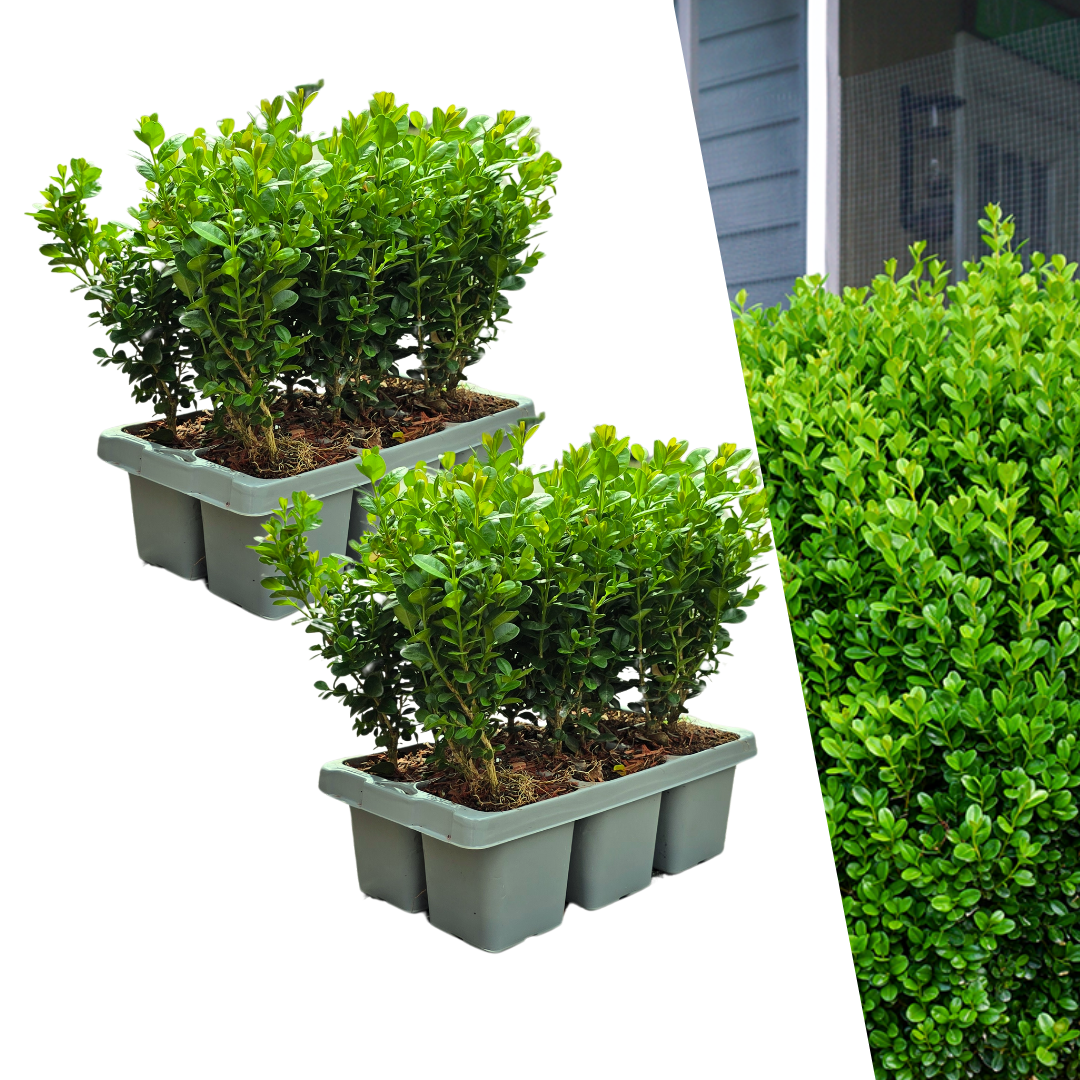 Buxus 'NewGen Freedom' – 12 Pflanzen, Ø 7 cm, 15 cm hoch