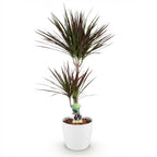 Dracaena Magenta (arbre dragonnier) dans pot décoratif Potter blanc – Ø21 cm, 90–100 cm de haut