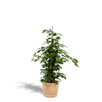 Ficus benjamina Danielle (treurvijg) met mand selin – Ø21 cm, 95 cm hoog