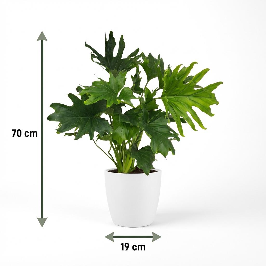 Philodendron Lickety split i Potter-pyntepotte hvid – Ø19 cm, 70 cm høj