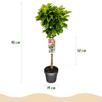 Magnolia 'Susan' on standard – Ø19 cm, 90 cm high