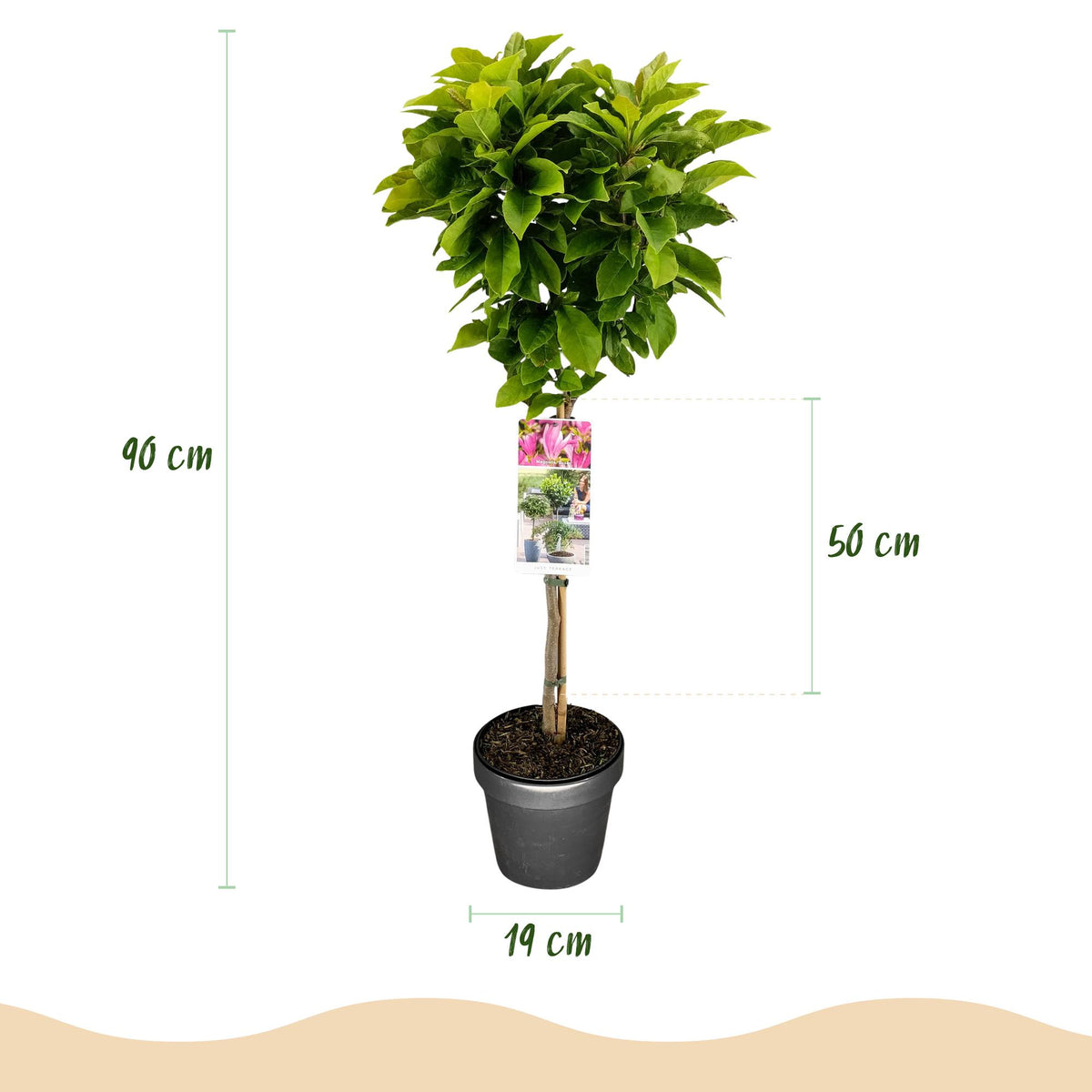 Magnolia 'Susan' on standard – Ø19 cm, 90 cm high – photo 3