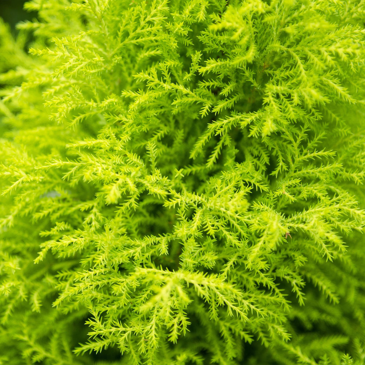 Cupressus Gold Crest Wilma (Zimmer-Lebensbaum) mit Korb – Ø 21 cm, 85–95 cm hoch