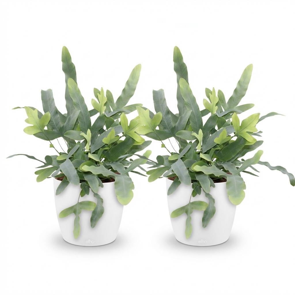 2× Phlebodium aureum Blue Star (fougère bleue) en pot de décoration blanc – Ø12 cm, 25 cm de haut