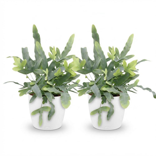 2× Phlebodium aureum Blue Star (Blaufarn) im weißen Übertopf – Ø 12 cm, 25 cm hoch