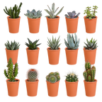 15× Cactus and succulent mix (Cactaceae) in terracotta pot – Ø6 cm, 13 cm high