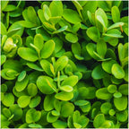 Buxus sempervirens hedge – Ø12 cm, 20–6 cm high