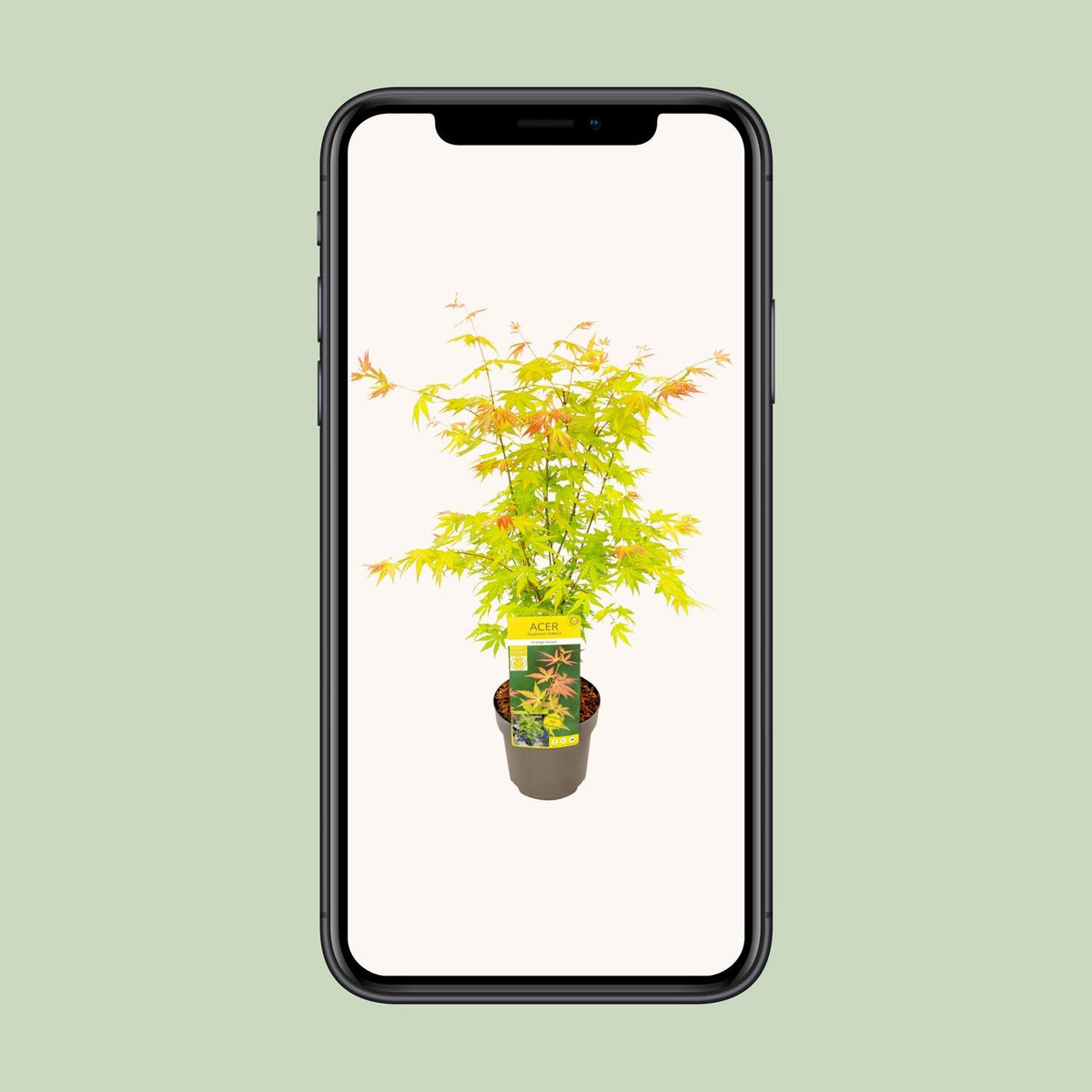 Acer palmatum 'Orange Dream' (Japanese maple) – Ø19 cm, 50 cm high – photo 9