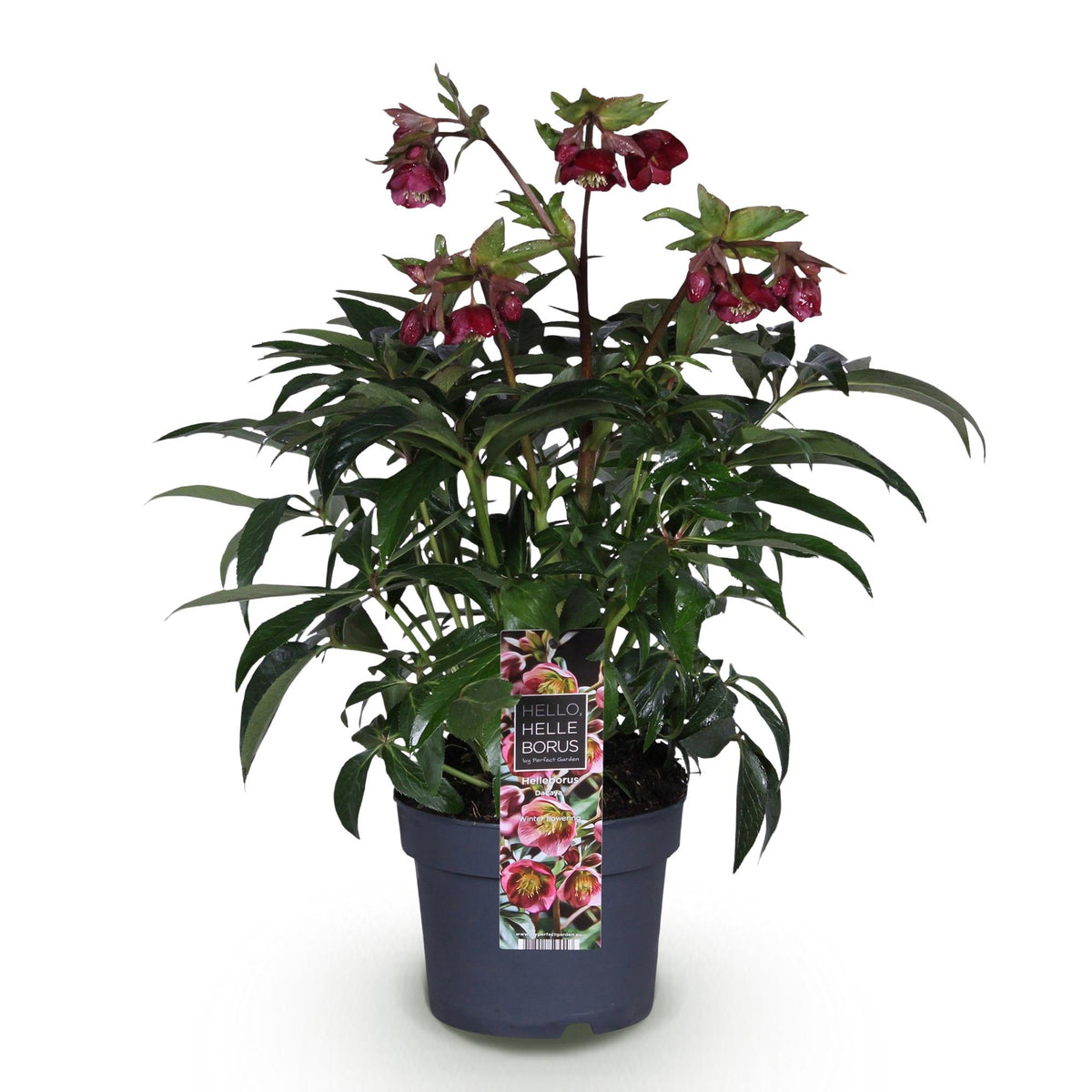 Helleborus 'Dacaya' (roze bloem) – Ø19 cm, 50 cm hoog – foto 2