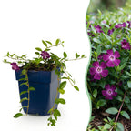 Vinca minor 'Atropurpurea' (maagdenpalm) – paars – 6 planten, Ø11 cm, 15–25 cm hoog
