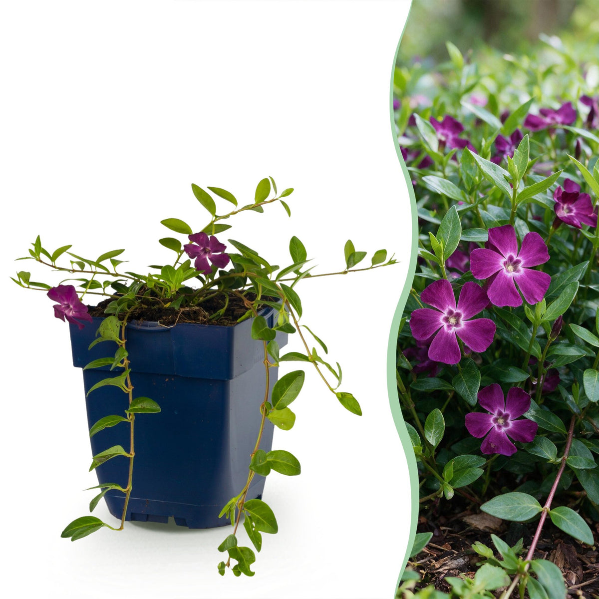 Vinca minor 'Atropurpurea' (maagdenpalm) – paars – 6 planten, Ø11 cm, 15–25 cm hoog