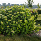 Hydrangea arborescens 'FlowerWOW' (Rispenhortensie) – weiß – Ø 14 cm, 20–30 cm hoch