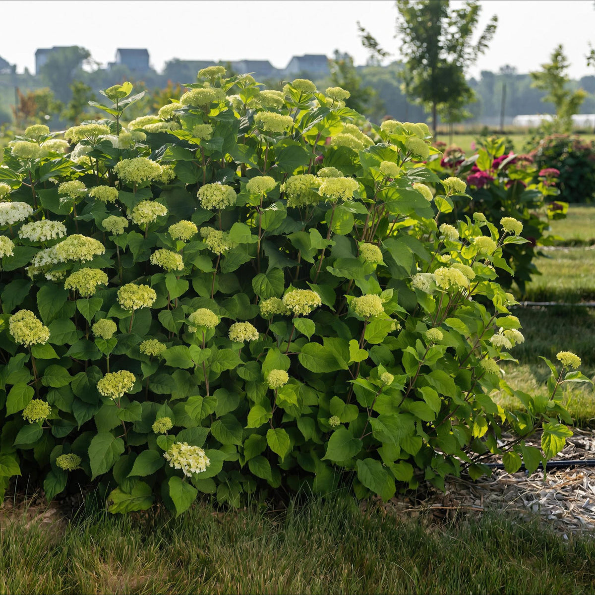 Hydrangea arborescens 'FlowerWOW' (Rispenhortensie) – weiß – Ø 14 cm, 20–30 cm hoch – Bild 6