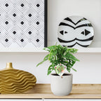 Monstera obliqua 'Monkey Leaf' (gatenplant) – Ø12 cm, 25 cm hoog