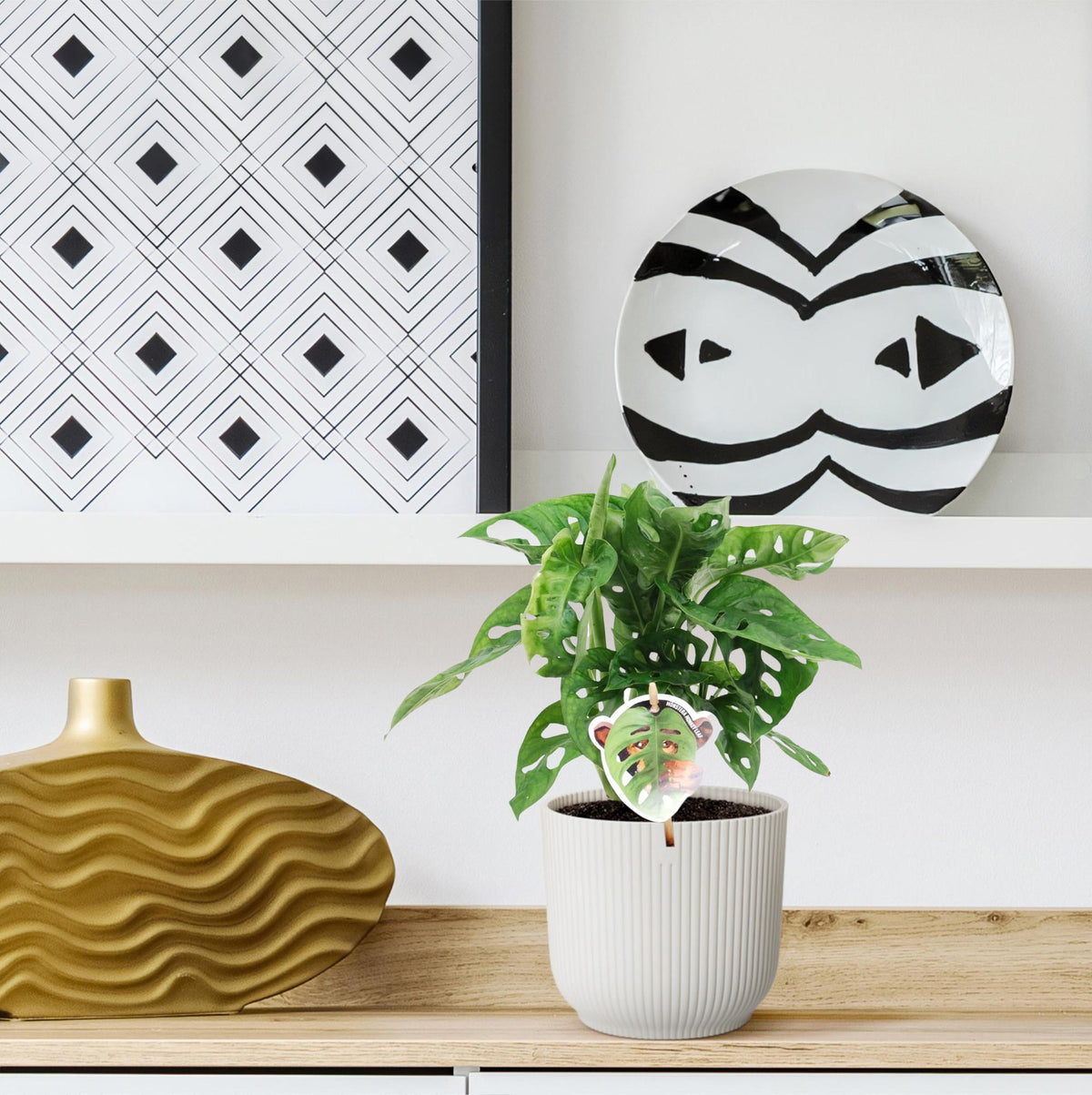 Monstera obliqua 'Monkey Leaf' (Fensterblatt) – Ø 12 cm, 25 cm hoch