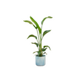 Strelitzia nicolai (white bird of paradise) in Ocean Round decorative pot Atlantic blue – Ø22 cm, 100 cm high