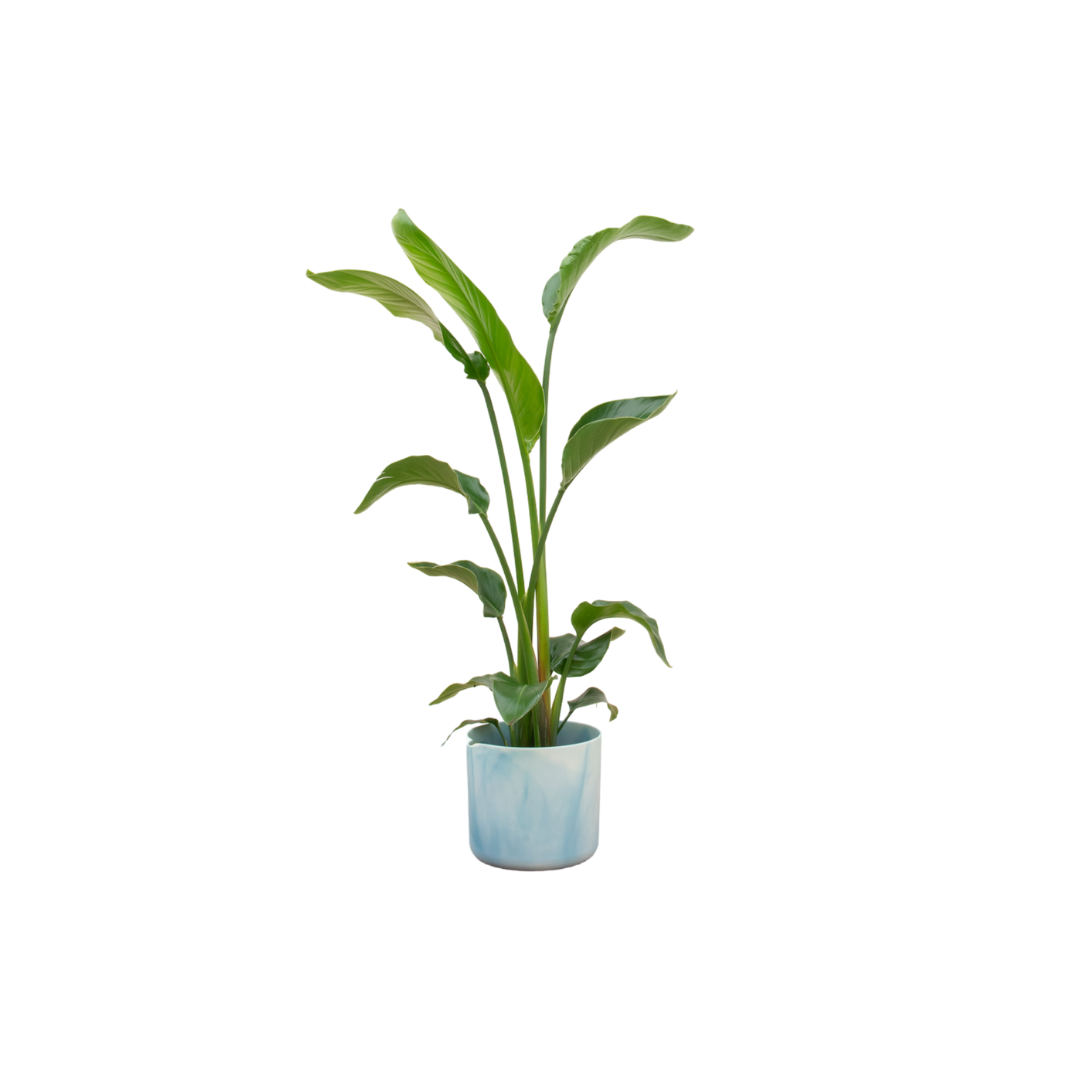Strelitzia nicolai (white bird of paradise) in Ocean Round decorative pot Atlantic blue – Ø22 cm, 100 cm high