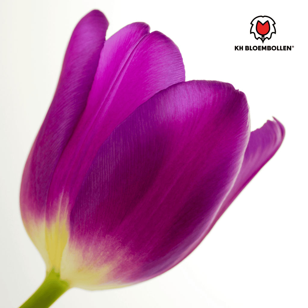 Tulp 'Purple Prince' – 20 bloembollen (bolmaat 11/12)