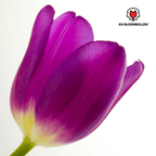 Tulp 'Purple Prince' – 20 bloembollen (bolmaat 11/12)