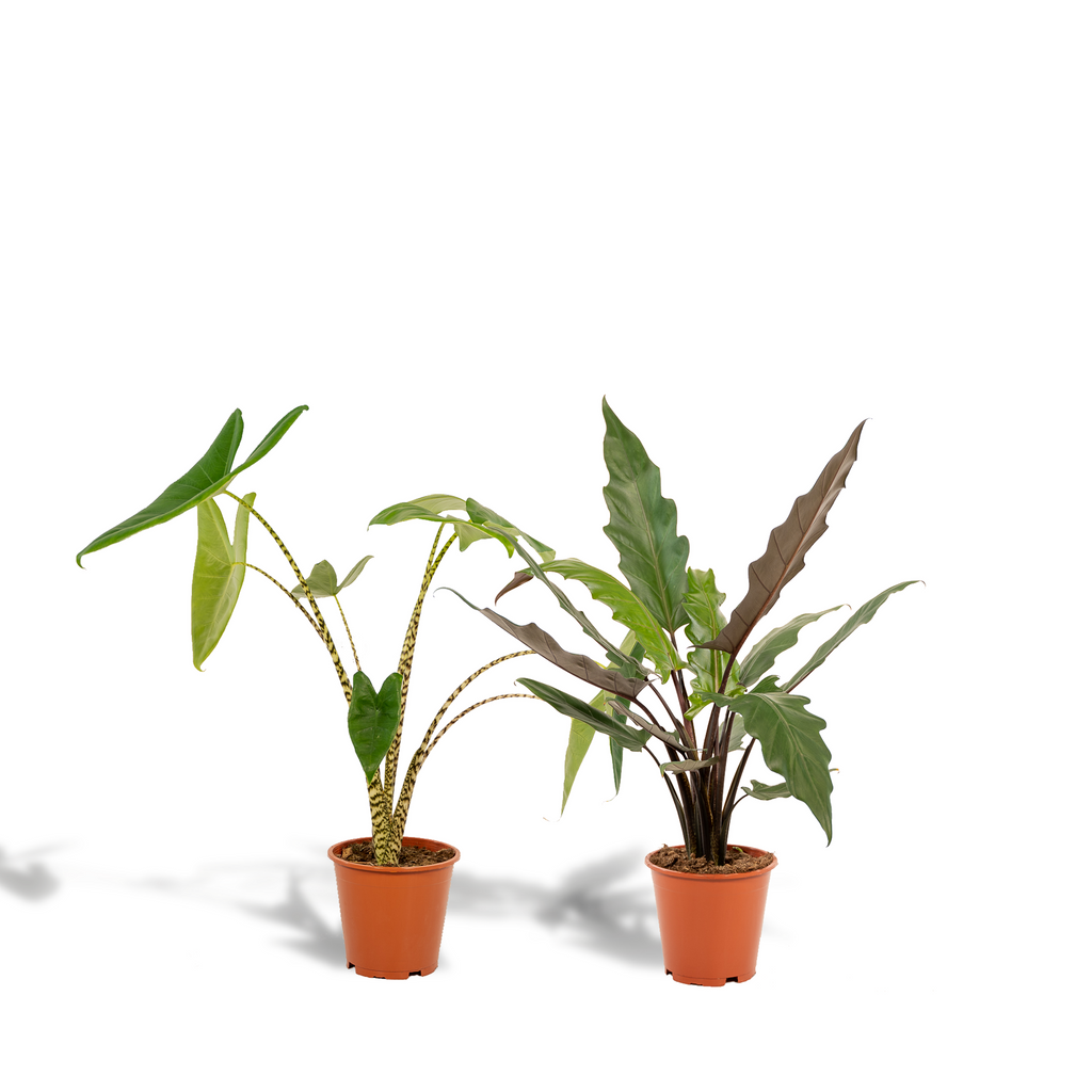 Alocasia Lauterbachiana (elefantøre) – Ø19 cm, 75 cm høj