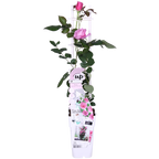 Rosa 'Crazy' (pink rose) – Ø15 cm, 65 cm high