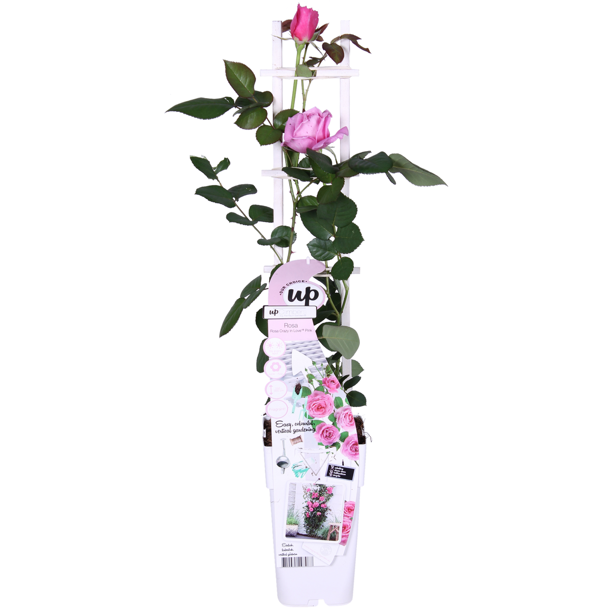 Rosa 'Crazy' (pink rose) – Ø15 cm, 65 cm high – photo 2