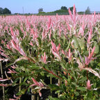 Salix 'Flamingo' (Weide) – 4 Pflanzen, Ø 19 cm, 90–100 cm hoch