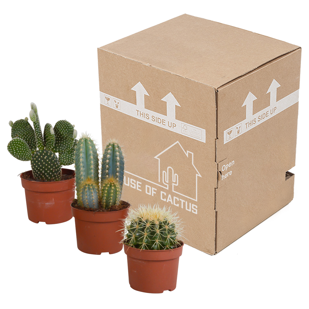 Kaktusmix (Cactaceae) uden urtepotte – Ø12 cm, 27 cm høj