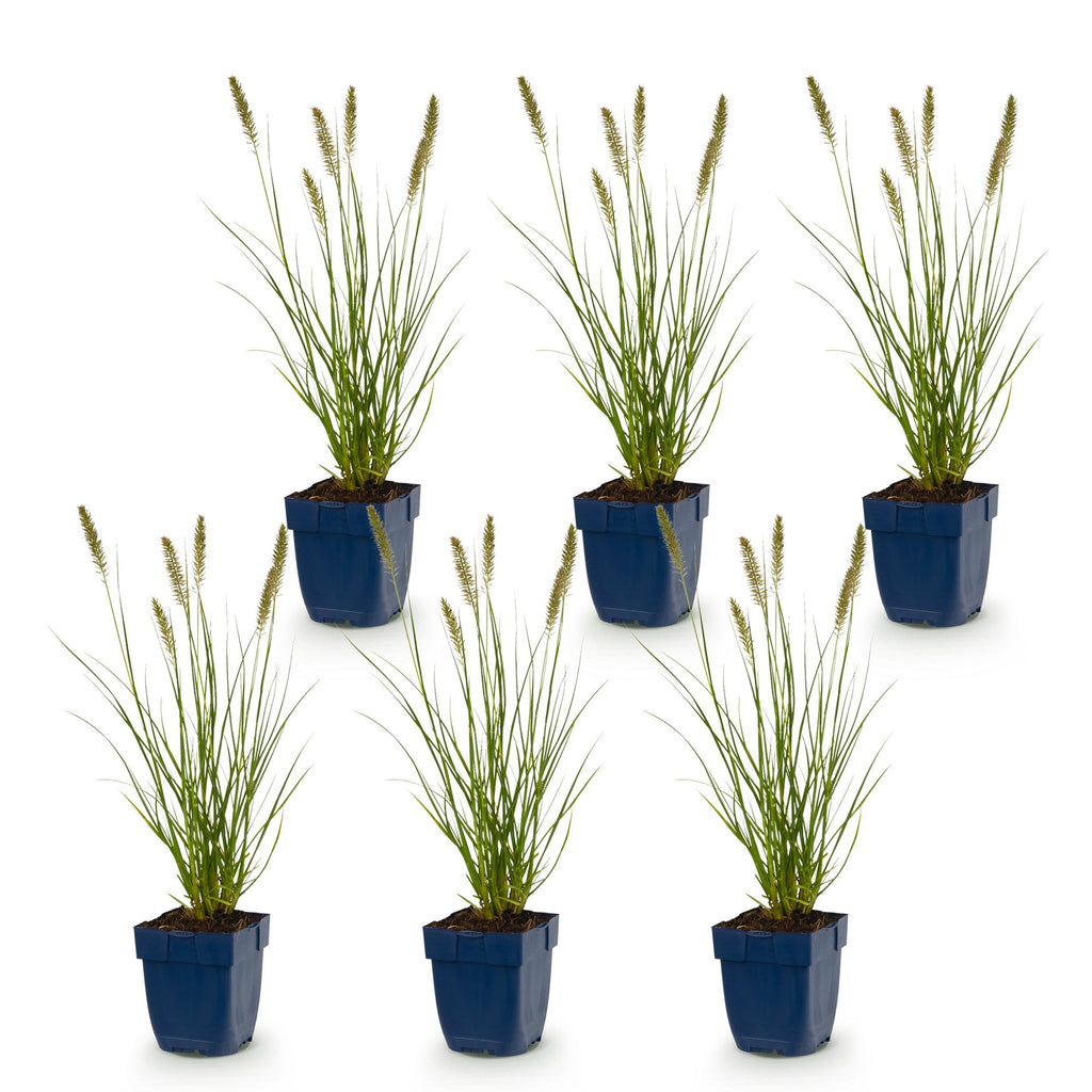 Pennisetum alop. 'Hameln' (fountain grass) – 6 plants, Ø11 cm, 15–25 cm high – photo 2