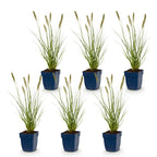 Pennisetum alop. 'Hameln' (fountain grass) – 6 plants, Ø11 cm, 15–25 cm high