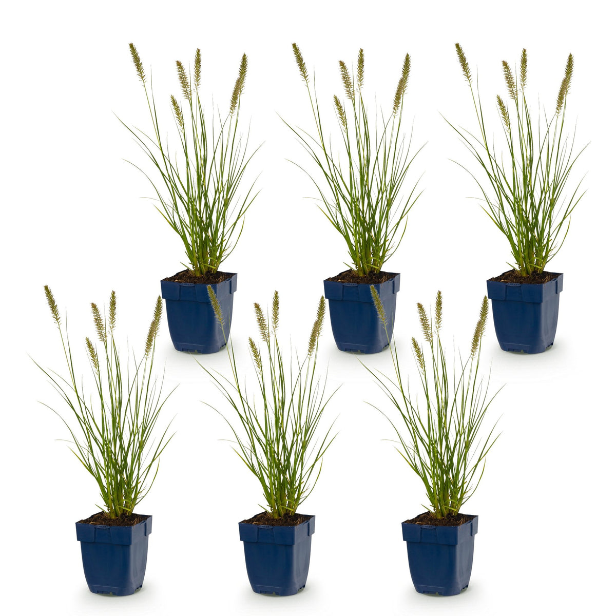 Pennisetum alop. 'Hameln' (fountain grass) – 6 plants, Ø11 cm, 15–25 cm high – photo 2