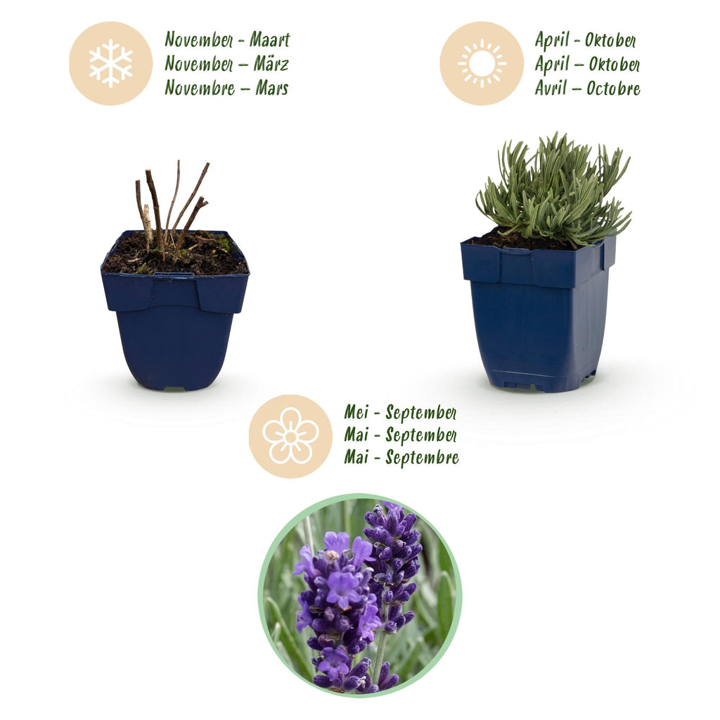 Lavandula angustifolia 'Munstead' (lavendel) – paars – Ø11 cm, 15–25 cm hoog