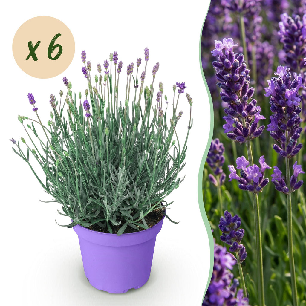 Lavandula angustifolia 'Munstead' (lavande) – violet – 6 plants, Ø12 cm, 15–25 cm de haut