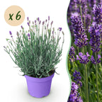 Lavandula angustifolia 'Munstead' (lavande) – violet – 6 plants, Ø12 cm, 15–25 cm de haut