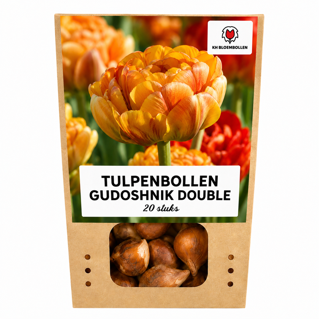 Tulipe 'Gudoshnik Double' – 20 bulbes (calibre 11/12)
