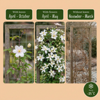 Clematis montana 'Wilsonii' (alpe-clematis) – hvid – 4 planter, Ø9 cm, 35 cm høj