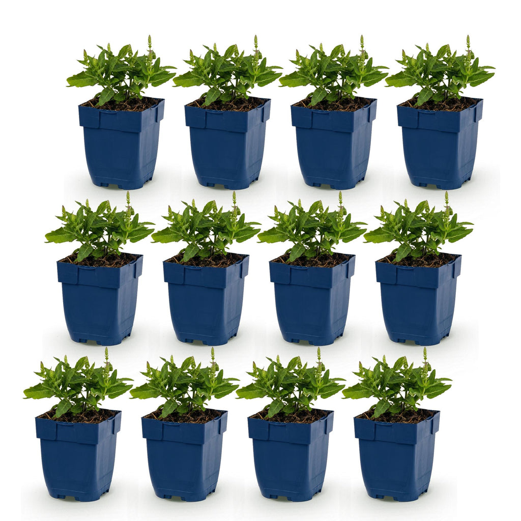 Salvia nemorosa 'Sense Deep Blue' (sage) – purple – 12 plants, Ø11 cm, 15–25 cm high – photo 2