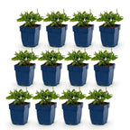Salvia nemorosa 'Sense Deep Blue' (sage) – purple – 12 plants, Ø11 cm, 15–25 cm high